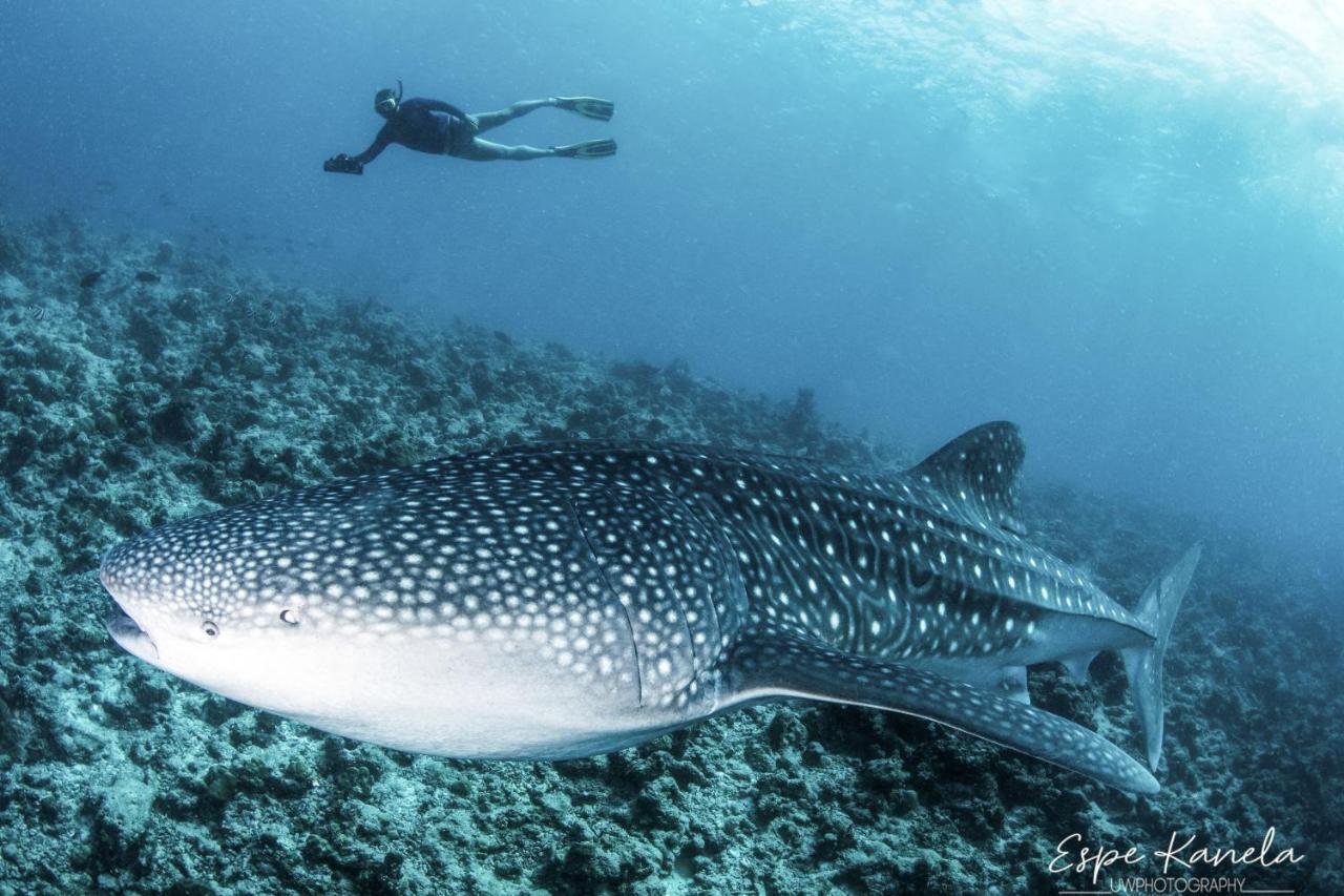 Отель South Ari Dive Center Дангети Экстерьер фото